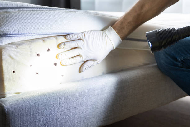 Best Residential Pest Control  in San Buenaventura, CA