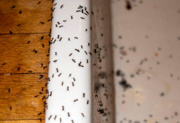 Best Insect Control  in San Buenaventura, CA
