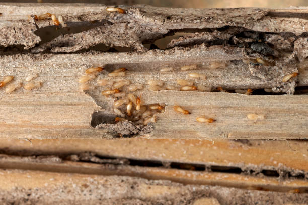 Flea Control Services in San Buenaventura, CA